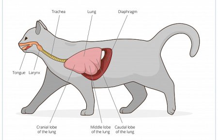 Дыхательная система млекопитающих диафрагма