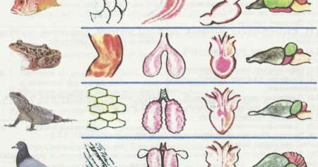 Органы дыхания собаки анатомия