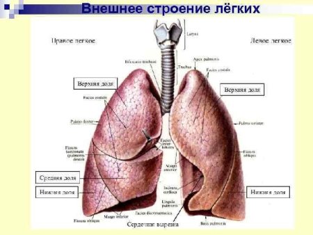 Эволюция систем органов животных дыхательная система