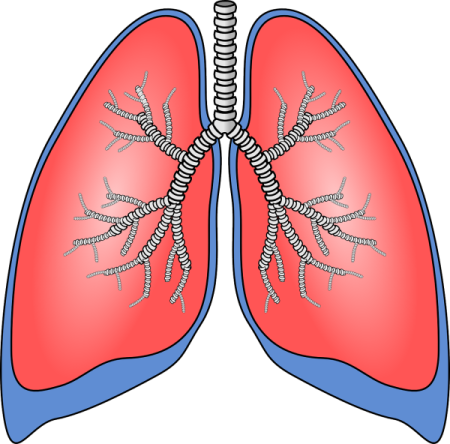 Строение пищеварительной системы млекопитающих