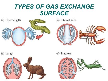 Пищеварительная дыхательная и выделительная системы собаки