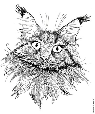 Кот тушью