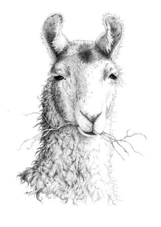 Лама Графика