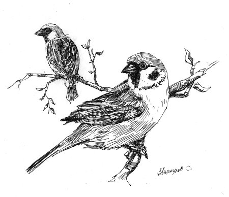 Птицы Графика