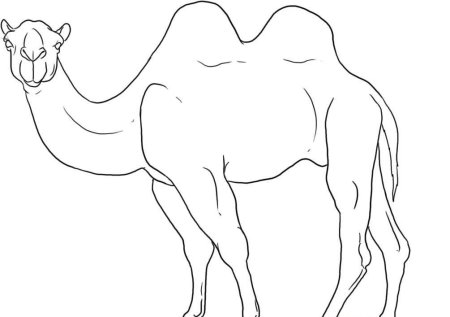 Одногорбый верблюд контур