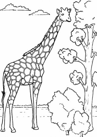 Жираф раскраска для детей
