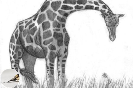 Жираф рисунок карандашом