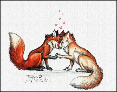 Лиса любовь