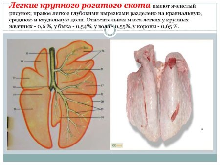 Строение лёгких крупного рогатого скота