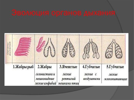 Эволюция органов дыхания у позвоночных животных