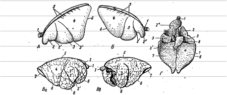 Легкие КРС анатомия