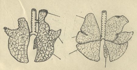 Легкие КРС анатомия