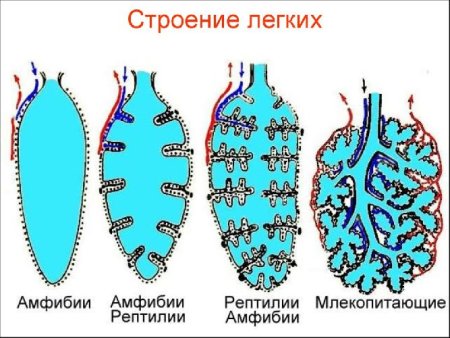 Строение легких пресмыкающихся