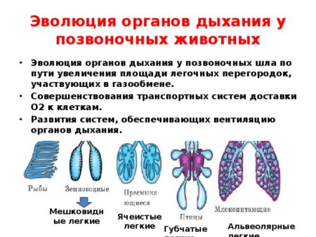 Эволюция дыхательной системы беспозвоночных