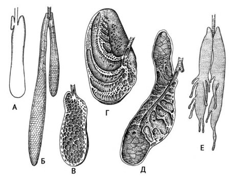 Строение легких пресмыкающихся