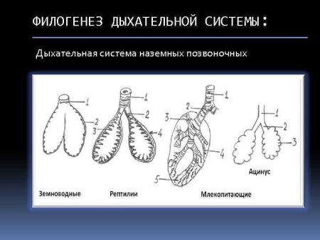 Эволюция дыхательной системы хордовых таблица