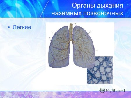 Органы дыхания