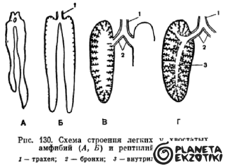 Лёгкие земноводных и пресмыкающихся