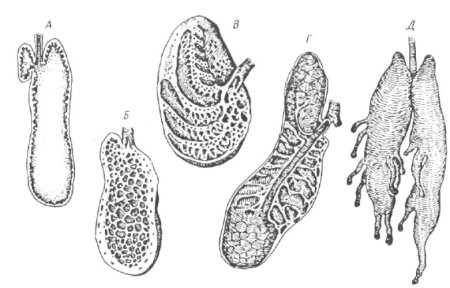 Легкие пресмыкающихся ячеистые