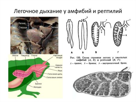 Дыхательная система пресмыкающихся легкие