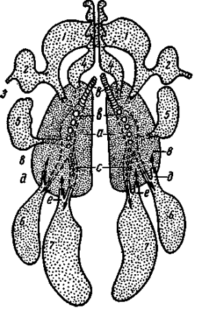 Анатомия птицы воздухоносные мешки