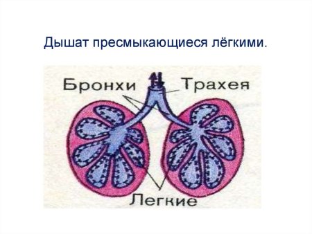 Строение лёгких пресмыкающихся