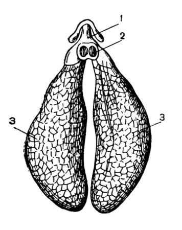 Строение лёгких лягушки