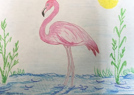 Рисунки из красной книги