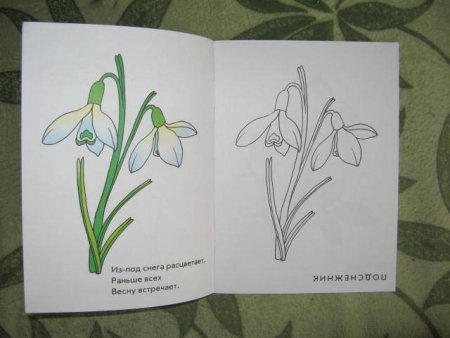 Подснежник широколистный раскраска