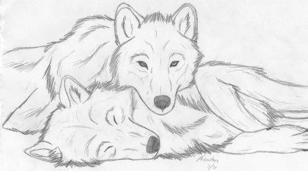 Рисунок волка для срисовки