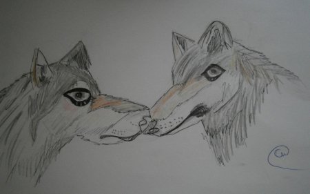 Волк карандашом для срисовки