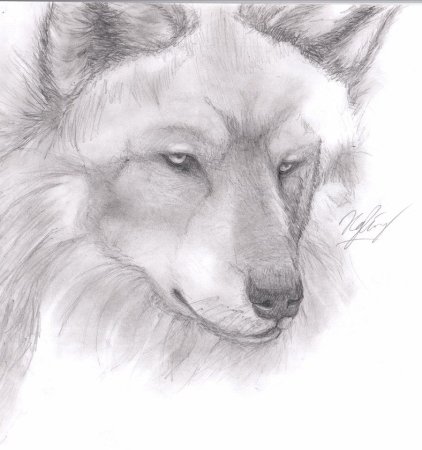 Волки рисунки карандашом для начинающих