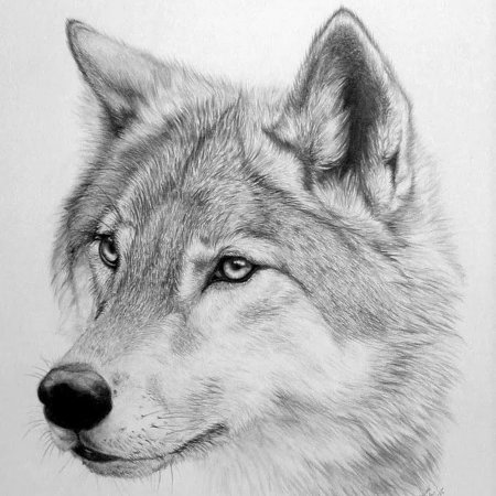 Рисунки Волков карандашом