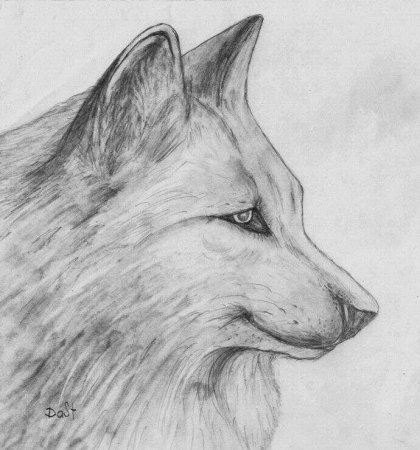 Волк карандашом