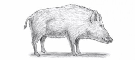 Лёгкие рисунки животных