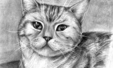 Рисунки котят карандашом для начинающих