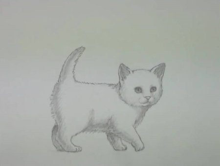 Рисунки котов для срисовки