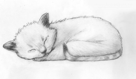 Кошка рисунок карандашом