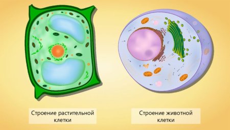 Строение растительной клетки 5 класс биология рисунок
