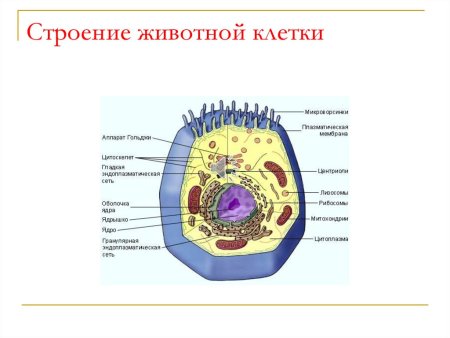 Строение клетки эукариот