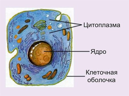 Строение растительной клетки рисунок без подписей