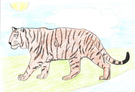 Амурский тигр карандашом для детей