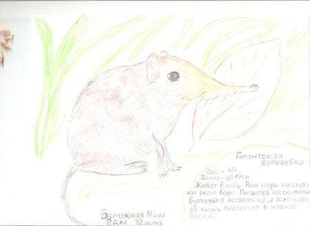 Красная книга раскраска