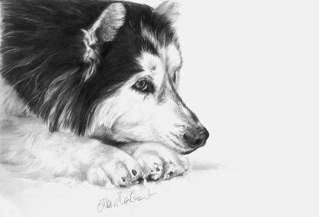 Рисунки карандашом собаки хаски