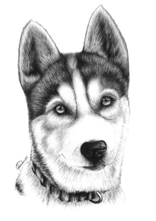 Собака рисунок карандашом