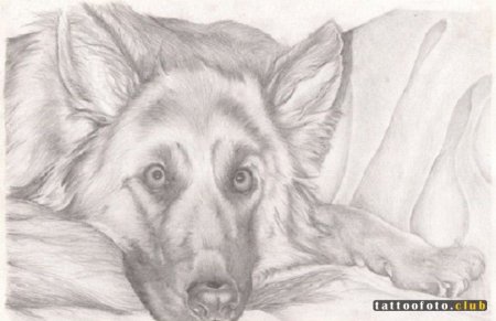 Овчарка лежит рисунок