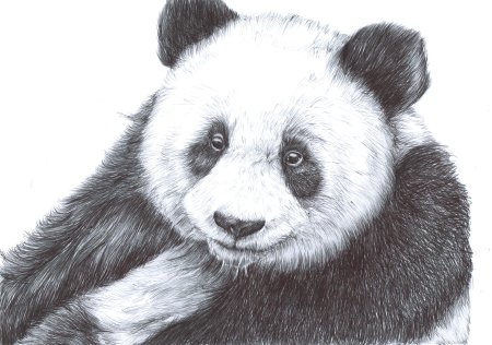 Панда рисунок