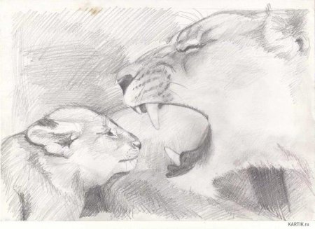 Красивые рисунки карандашом животные