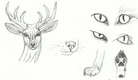 Картинки для срисовывания карандашом животные