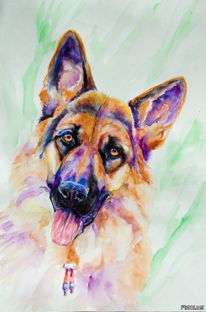 Рисунки собак акварелью